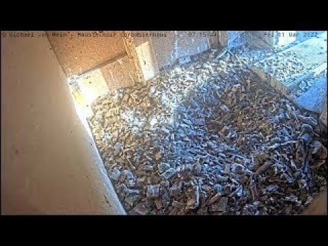 Live webcam view of Corbusierhaus Nest Box Cam I