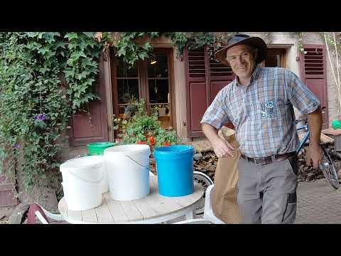 Explosion de vitamines et de force vitale pour les poules grâce au trempage des graines de blé.