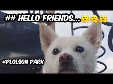 With Jindo dog at the park/Canada-Polson Park/#shorts