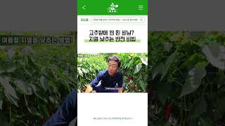 고추밭에 웬 흰 비닐? 지열 낮추는 반전 비법 #shorts #farming