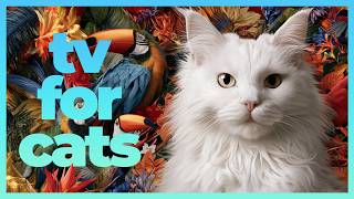 Cat TV - Relaxing Sleep Music for Cats | Birds, Tropical Fish & Underwater Adventures