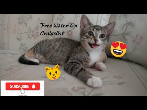 Craigslist Sphynx Kittens