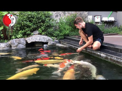 DIY beautiful outdoor Koi aquarium