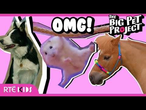 🐹🦜 The Most Talented and Unique Pets You’ve Ever Seen! | The Big Pet Project | @RTEKids