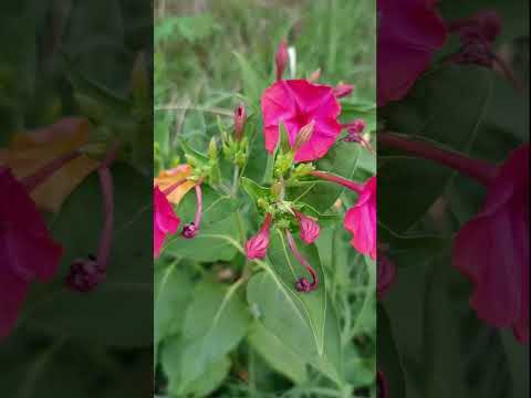 bella di notte,mirabilis jalapa,medicinal plant