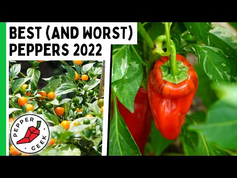 The Best (And Worst) Peppers Of 2022 - Pepper Geek