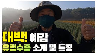 15년차 유럽 수종 농장주가 알려주는 대한민국 조경 판도의 흐름!! 궁금하신 분들은 채널 고정 !! [대림묘…