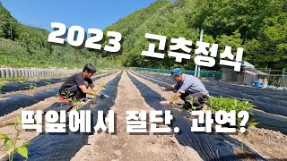 23 고추정식. 떡잎에서 절단한것 과연?