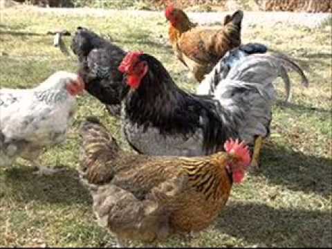 Sjöbrännbrittas föus