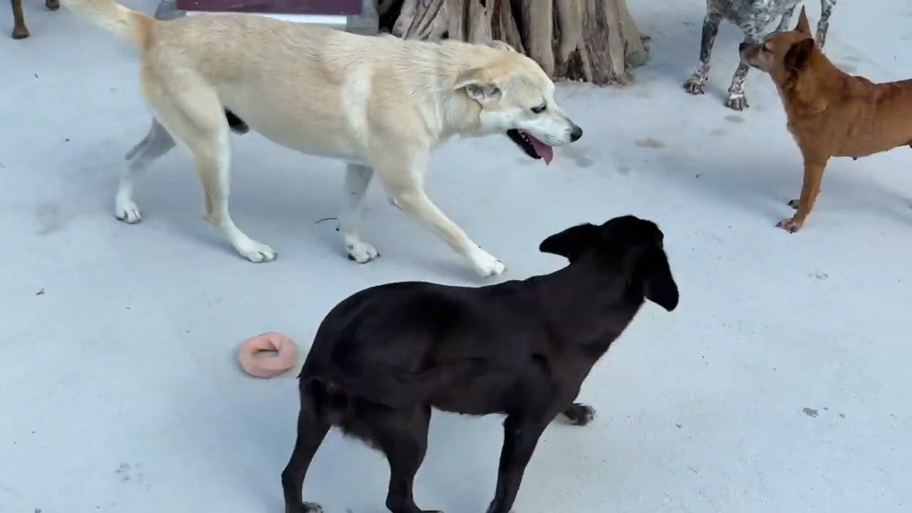 Monet — A Gentle Soul Longing for Love, a Adoptable mixed breed in St Augustine, FL video 6/6