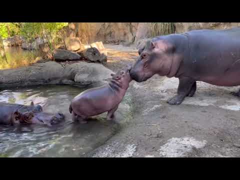Fiona still Learning to be Polite to Baby Hippo Brother Fritz - Cincinnati Zoo