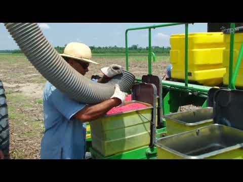 SOJA PLANTIO ACELERADO EM MATO GROSSO