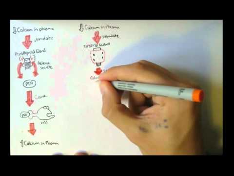 Endocrinology Overview