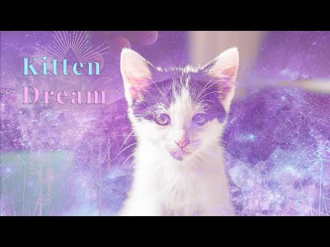 Dreams About KITTENS? 💗✨THIS MESSAGE IS SUPPOSED TO FIND YOU!! 💗✨ 🌈💝 |COLLAB WITH @Auntyflo.com  💗