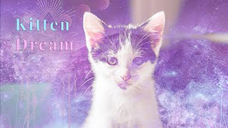 Dreams About KITTENS 💗✨THIS MESSAGE IS SUPPOSED TO FIND YOU!! 💗✨ 🌈💝 |COLLAB WITH @Auntyflo  💗