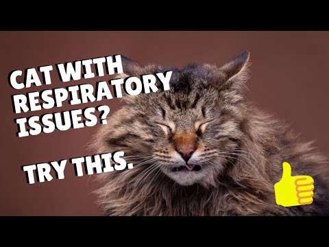Cat Respiratory Infections - Easy Remedy | Two Crazy Cat Ladies