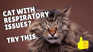 Cat Respiratory Infections - Easy Remedy | Two Crazy Cat Ladies