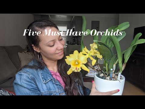Top Five Must Have Orchids | Easiest Orchids to Grow and Bloom for Beginners