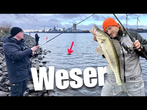 Hier stehen die Fische. Zander & Barsch angeln in der Weser Bremen