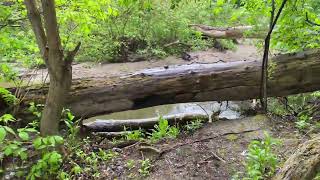 Walking in a Rainy Vast Forest Fresh Weather with Gentle Water Sound & Birds Chirping for Relaxation