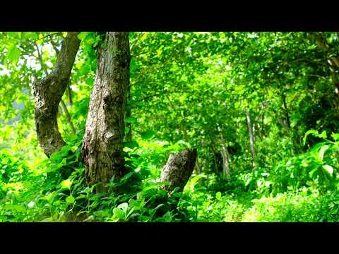 Forêt d’été : brise légère et chants d’oiseaux 🌿🌬️