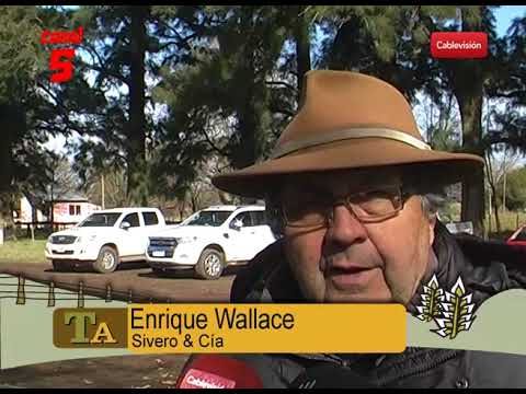 ENRIQUE WALLACE REMATE DE GRODO PARA FAENA DE TODOS LOS MARTES