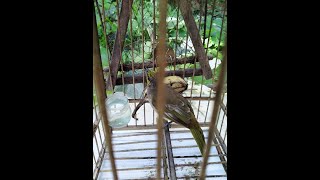 Download lagu merbah lekir gacor khusus mikat mp3 Download lagu merbah lekir gacor khusus mikat mp3