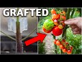 Using This INGENIOUS Technique Prevents ALL TOMATO PROBLEMS!