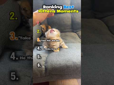 Classement des meilleurs moments du chaton