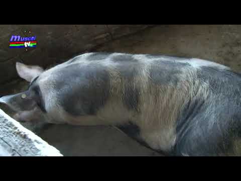 Jurnal MUSCEL TV  28.04.2021 Nu mai este pestă porcină la porcii domestici din Argeș