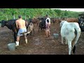 Tirando Leite Das Vacas No Curral Pela Manhã