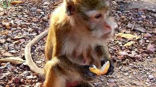 P:1 Super sad to see baby Lori gotten Road traffic accident by A car