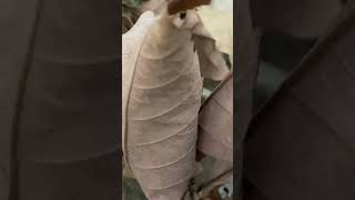 自然眺める