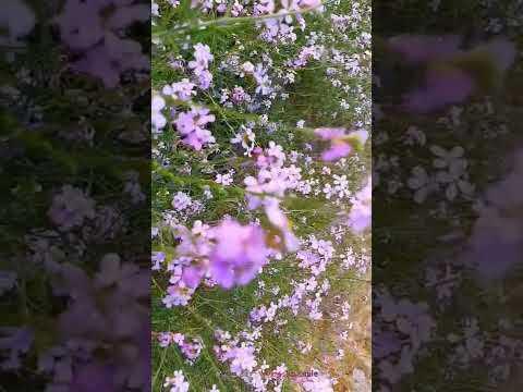 Miracle of nature|marubhoomiyil vasantha kalam |#shorts #shortsvideo