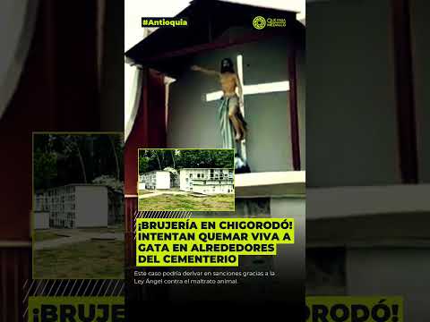 Intentan quemar viva a gata en alrededores del cementerio en Chigorodó