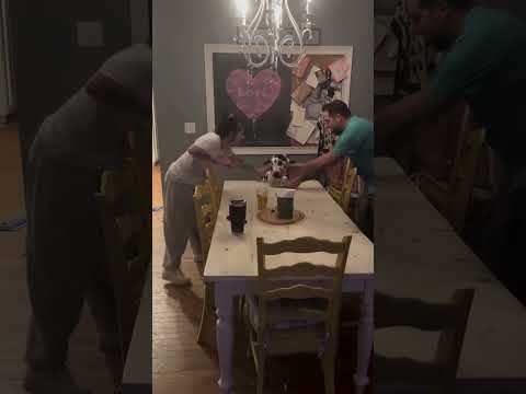 #funnydogs#cute#doglover#doglife#cure#dogshorts#pet#doglife#dogshorts