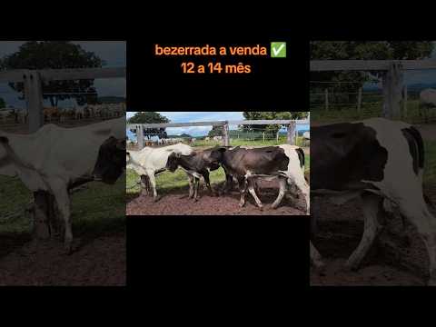 bezerras a venda, Araguapaz -go ✅ #gado #nalida #vendas #roça
