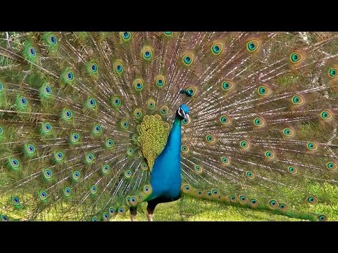 Peacock Dance Display - Peacocks Opening Feathers HD & Bird Sound