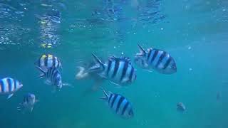 Family from Malaysia went swimming at Hon Mun beach in Nha Trang and took a relaxing mud bath