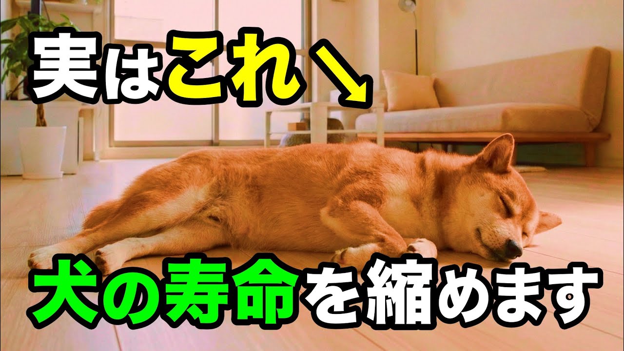 【知らないと怖い】犬の寿命を縮める飼い主の習慣を獣医師が解説します