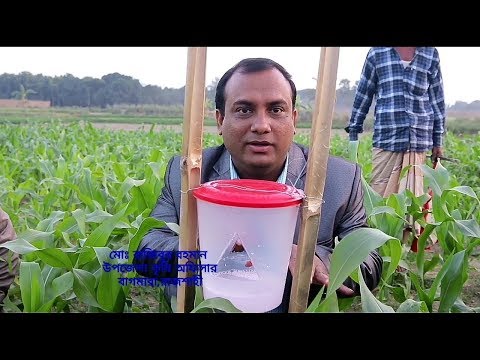 ভুট্টা চাষের  হুমকি ফল আর্মিওয়ার্ম পোকা