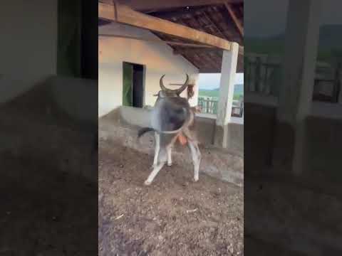 ➡️ *PROMOÇÃO Touro Guzera: 5.500 reais em São Mamede/Paraíba. Whatsapp 84 99810 2784*#gado