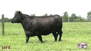 Lot 6  N607 Edgewood Angus