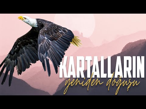 Kartalların Yeniden Doğuşu | Kendinden Büyük Avları