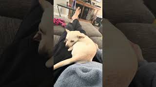 Video preview image #1 Chihuahua Puppy For Sale in Arlington, VA, USA