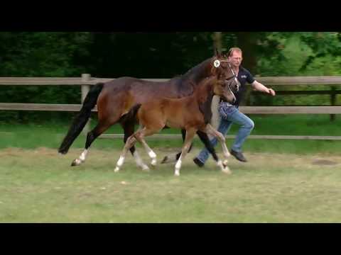 Stf Cosmopolitan D x Viktorias Chirac 2016