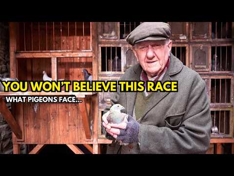 What Your Pigeon Really Faces in a 500KM Race :The Untold Story of Racing Pigeons.