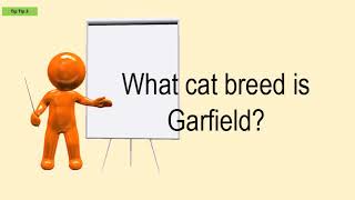 What Cat Breed Is Garfield?