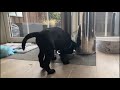 Even wegzwijmelen: de puppy van weerman Ed Aldus