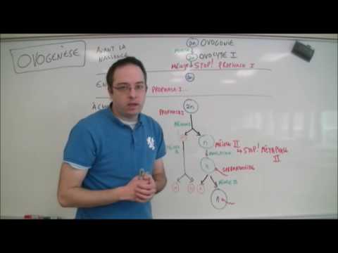 L'ovogenèse simplifiée